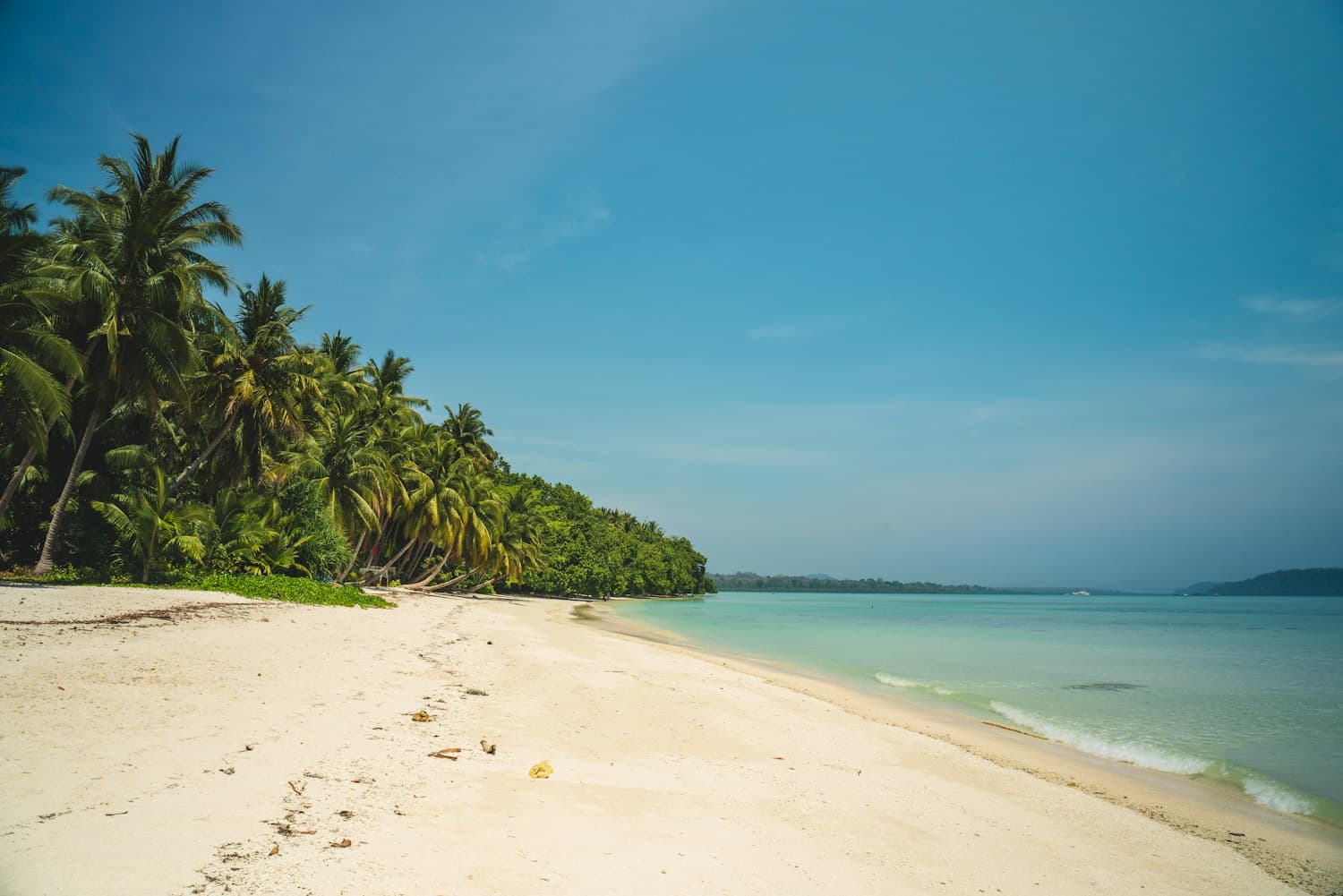 Palm trees on the white sand of Radhanagar beach, Havelock