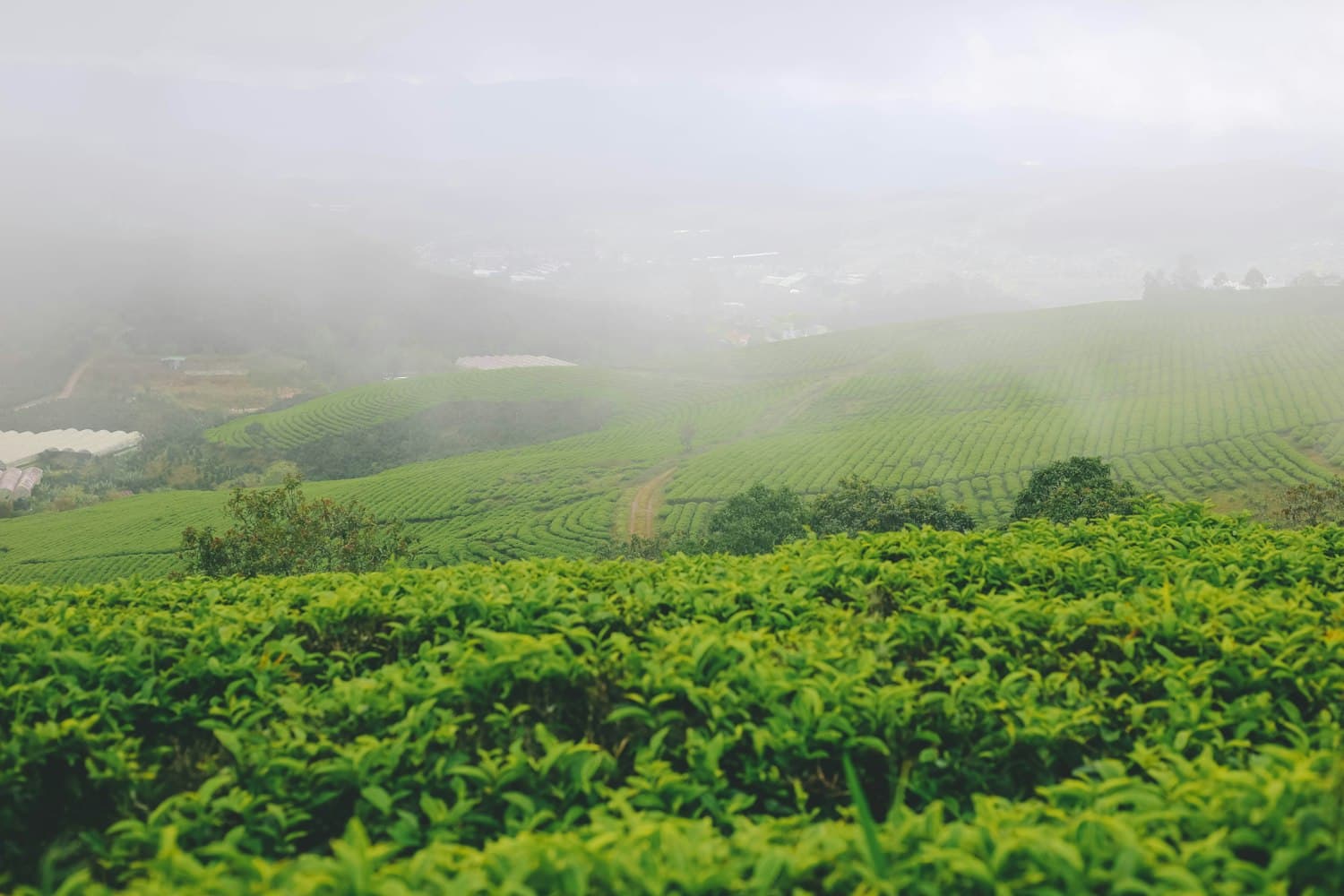 Misty coffee hills in Coorg