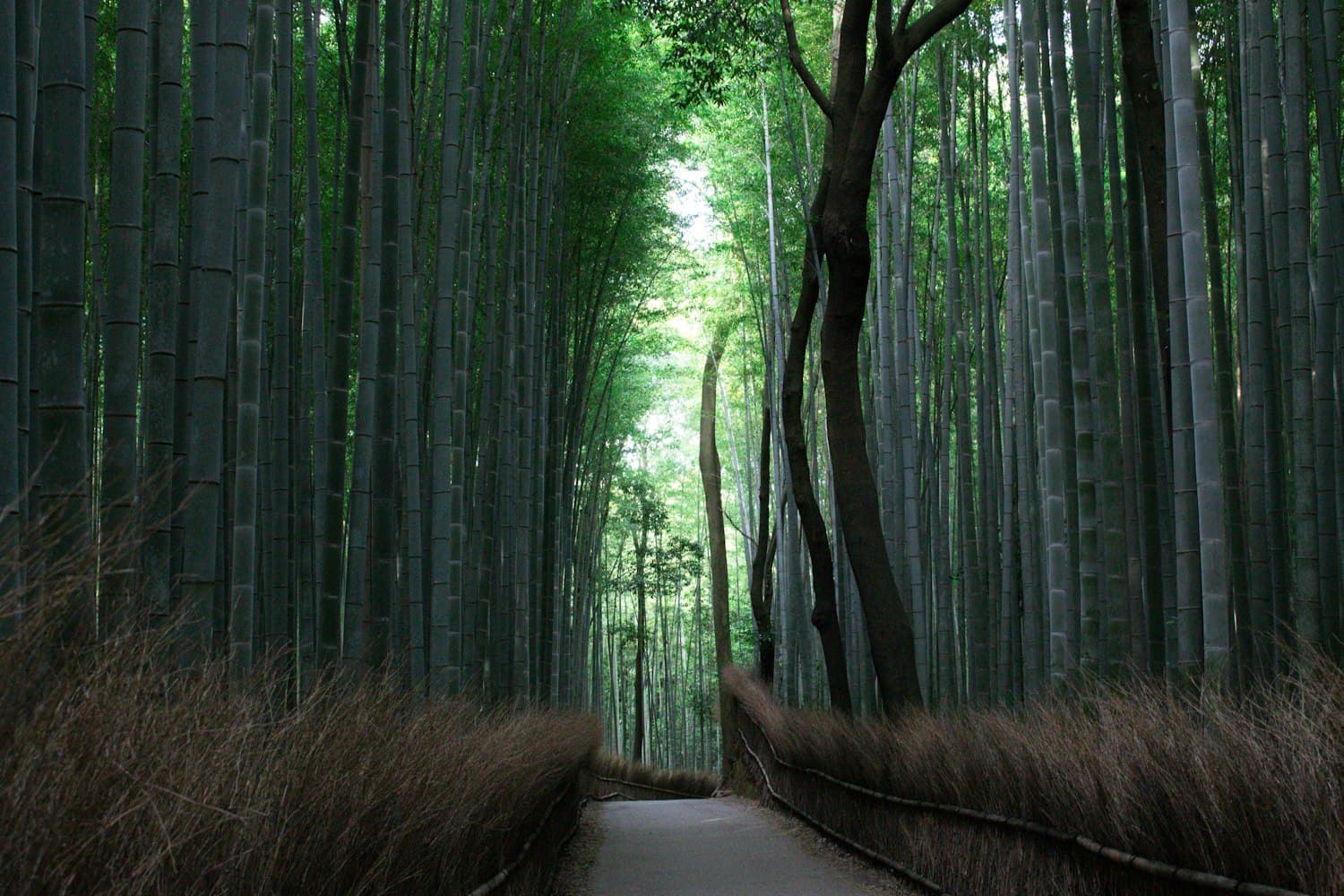 The Arashiyama bamboo path at dawn