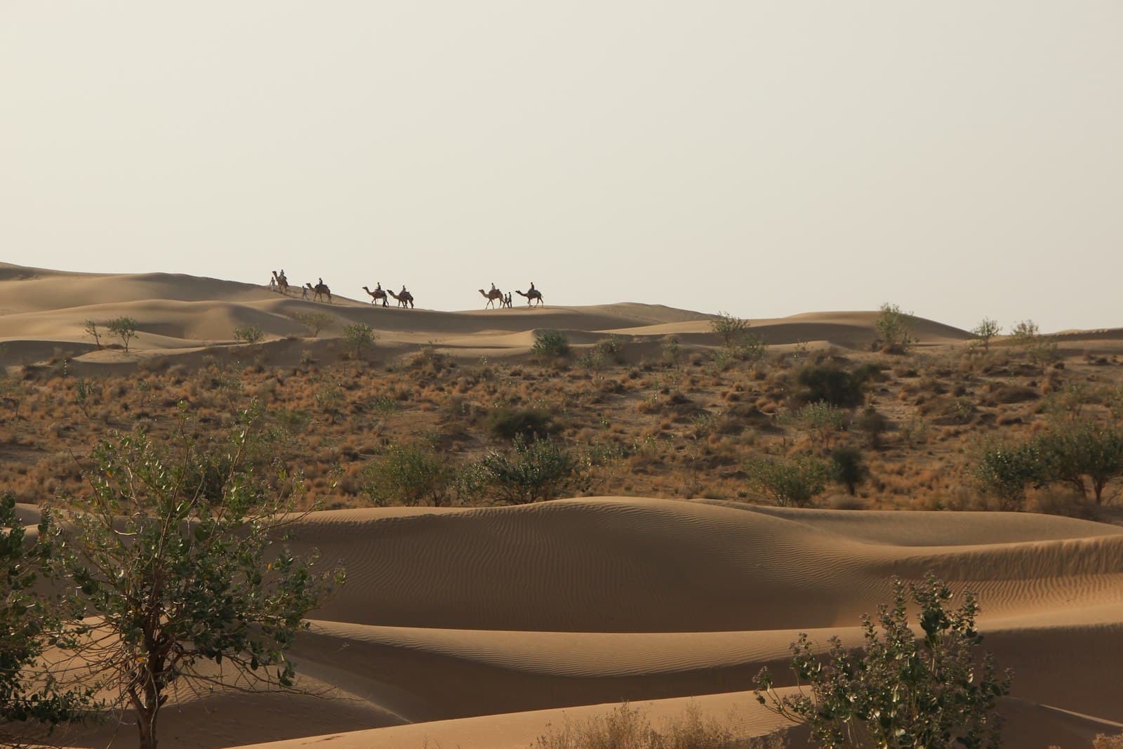 Dry scrub landscape of Rajasthan
