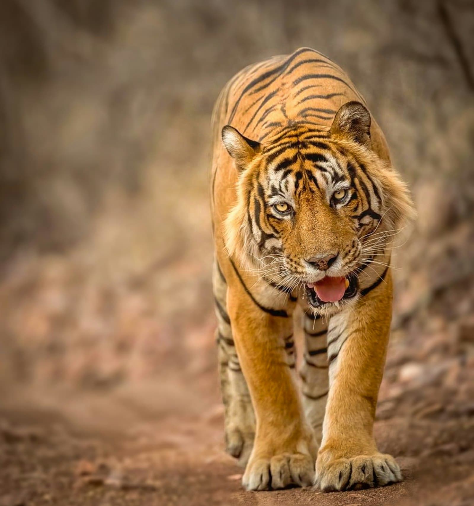 A tiger in the forest at Ranthambore