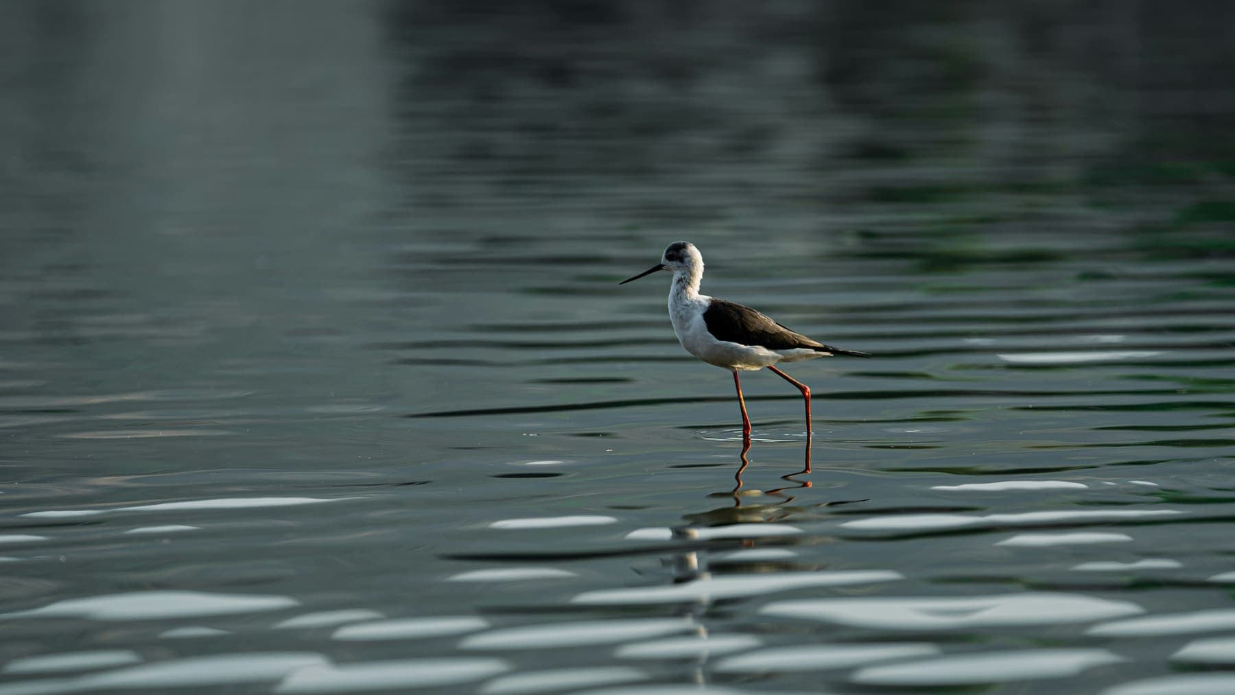 A black-winged stilt wading in still water